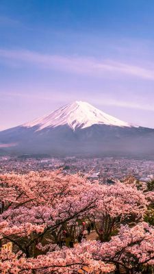 Sakura ve Fuji Dağı
